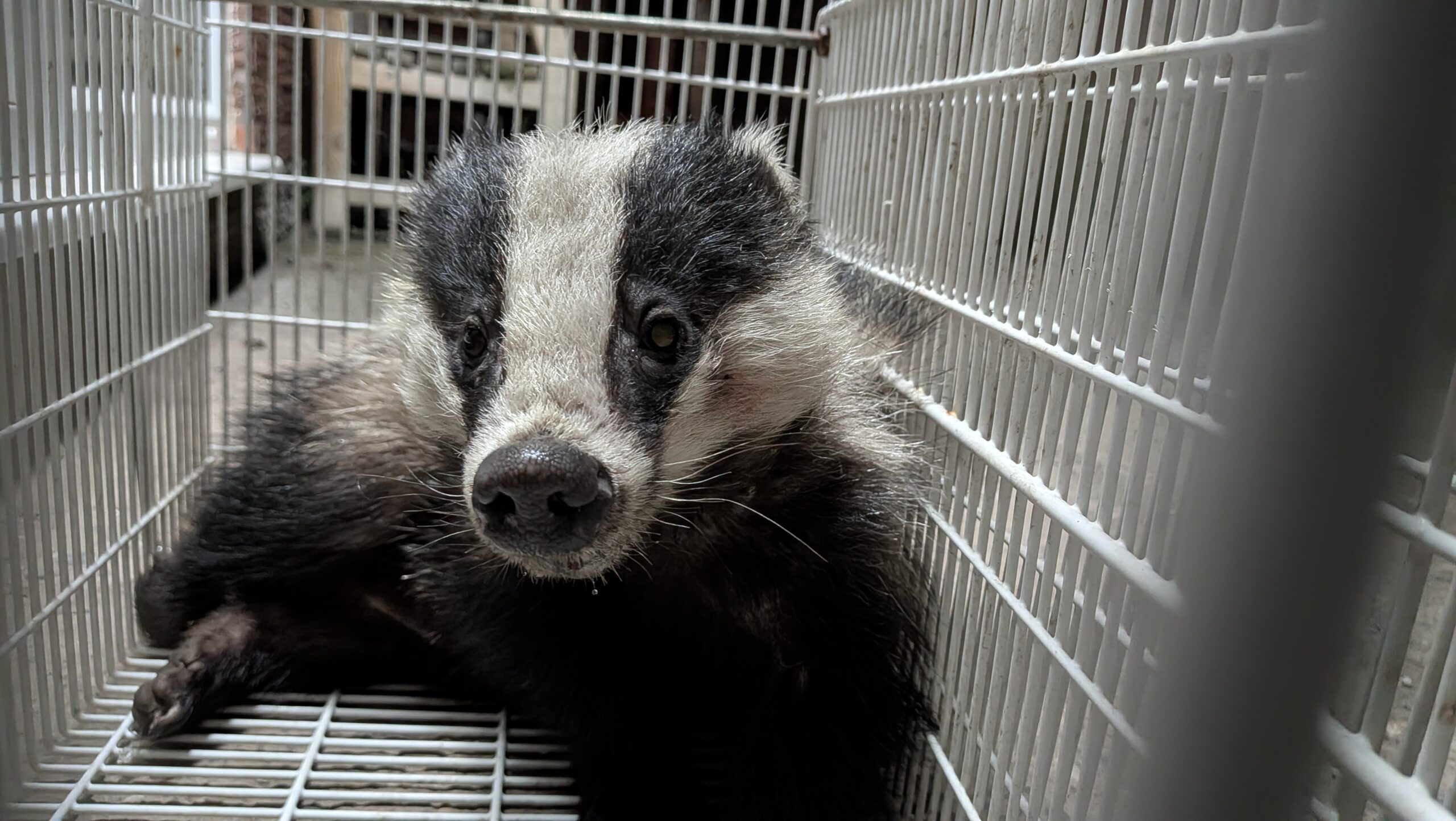 Rescue